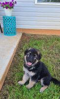 German Shepherd Puppies for sale in Ninety Six, SC 29666, USA. price: NA