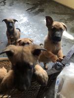 German Shepherd Puppies for sale in Chester, VA, USA. price: NA