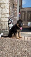 German Shepherd Puppies for sale in Weatherford, TX, USA. price: NA