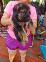 German Shepherd Puppies for sale in Donna, TX 78537, USA. price: NA