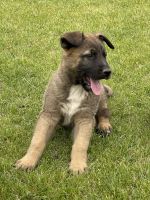 German Shepherd Puppies for sale in Hermiston, OR, USA. price: NA