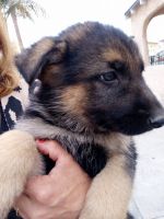 German Shepherd Puppies for sale in Compton, CA, USA. price: NA