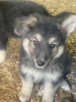 German Shepherd Puppies for sale in Brevard, NC, USA. price: NA