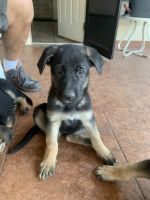 German Shepherd Puppies for sale in Mesa, AZ, USA. price: NA