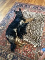 German Shepherd Puppies for sale in Hamilton, OH, USA. price: NA