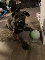 German Shepherd Puppies for sale in Celina, OH 45822, USA. price: NA
