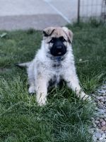 German Shepherd Puppies for sale in Brooklyn, OH, USA. price: NA
