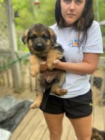 German Shepherd Puppies for sale in 5314 Robinsonville Rd, Breezewood, PA 15533, USA. price: NA