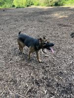 German Shepherd Puppies for sale in Decatur, GA 30034, USA. price: NA