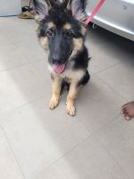German Shepherd Puppies for sale in Coimbatore, Tamil Nadu, India. price: NA