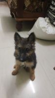 German Shepherd Puppies for sale in Pune, Maharashtra, India. price: 24000 INR