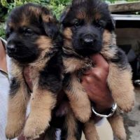 German Shepherd Puppies for sale in Chromepet, Chennai, Tamil Nadu, India. price: NA