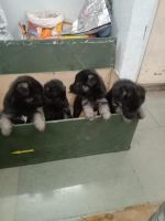 German Shepherd Puppies for sale in Dehu Road, Maharashtra, India. price: 25000 INR