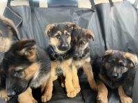 German Shepherd Puppies for sale in West Unity, OH 43570, USA. price: NA