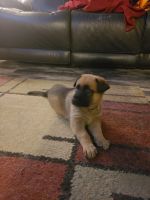 German Shepherd Puppies for sale in Mason, OH, USA. price: NA