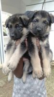 German Shepherd Puppies for sale in Yelahanka, Bengaluru, Karnataka, India. price: 20000 INR