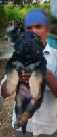 German Shepherd Puppies for sale in Bengaluru, Karnataka, India. price: 13000 INR