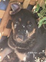 German Shepherd Puppies for sale in Mesa, AZ, USA. price: $150