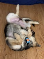 German Shepherd Puppies for sale in Howard Beach, Queens, NY, USA. price: $500