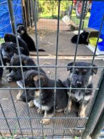 German Shepherd Puppies for sale in Murphy, NC 28906, USA. price: NA
