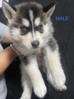 German Shepherd Puppies for sale in San Jose, CA, USA. price: $300