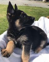 German Shepherd Puppies for sale in Brooklyn, NY, USA. price: $700