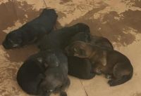 German Shepherd Puppies for sale in Corona, CA, USA. price: NA