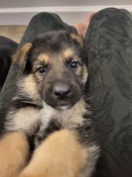 German Shepherd Puppies for sale in Troy, MO, USA. price: NA