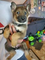 German Shepherd Puppies for sale in Brooksville, KY 41004, USA. price: $300