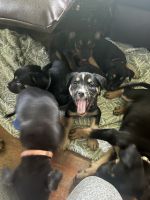 German Shepherd Puppies for sale in Cullman, AL, USA. price: $75