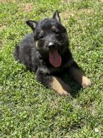 German Shepherd Puppies for sale in Cave Junction, OR 97523, USA. price: NA