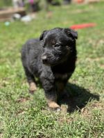 German Shepherd Puppies for sale in Cave Junction, OR 97523, USA. price: NA