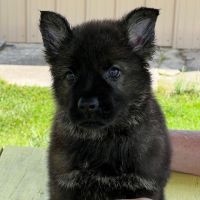 German Shepherd Puppies for sale in Bronx, NY, USA. price: $4,000