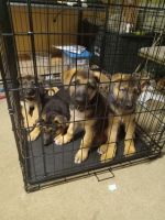 German Shepherd Puppies for sale in Coplay, PA 18037, USA. price: NA