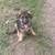 German Shepherd Puppies for sale in Tarrytown, NY, USA. price: $500