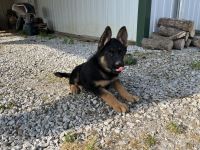 German Shepherd Puppies for sale in Eolia, MO 63344, USA. price: NA