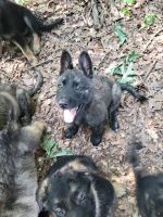 German Shepherd Puppies for sale in 170 Co Rd 139, Tennessee 37303, USA. price: $300