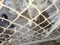 German Shepherd Puppies for sale in Denver, CO, USA. price: $450