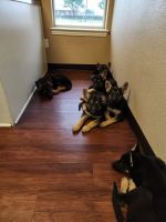 German Shepherd Puppies for sale in Red Oak, TX, USA. price: $450