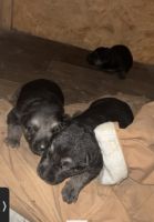 German Shepherd Puppies for sale in Phil Campbell, AL 35581, USA. price: $500