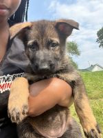 German Shepherd Puppies for sale in Charlotte, NC, USA. price: $400
