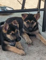 German Shepherd Puppies for sale in Melrose Park, IL, USA. price: $600