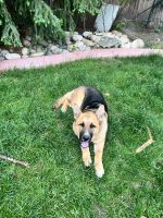 German Shepherd Puppies for sale in Arvada, CO, USA. price: $500