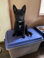German Shepherd Puppies for sale in Ford City, PA, USA. price: $300