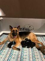 German Shepherd Puppies for sale in Colorado Springs, CO, USA. price: $1,500
