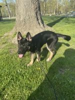 German Shepherd Puppies for sale in Hamilton, OH, USA. price: $600