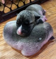 German Shepherd Puppies for sale in Boston, MA, USA. price: $1,500