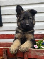 German Shepherd Puppies for sale in Dalton, GA, USA. price: $1,200