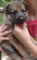 German Shepherd Puppies for sale in Scituate, RI, USA. price: $1,500