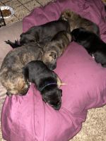 German Shepherd Puppies for sale in Rochester, NY, USA. price: $200